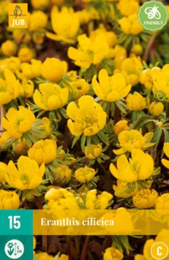 15 eranthis cilicica