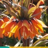 1 fritillaria imp. sunset