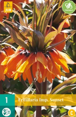1 fritillaria imp. sunset