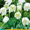 10 fritillaria meleagris alba