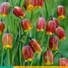 15 fritillaria uva-vulpis