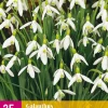 25 galanthus elwesii