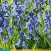 10 hyacinthoides hisp. blauw