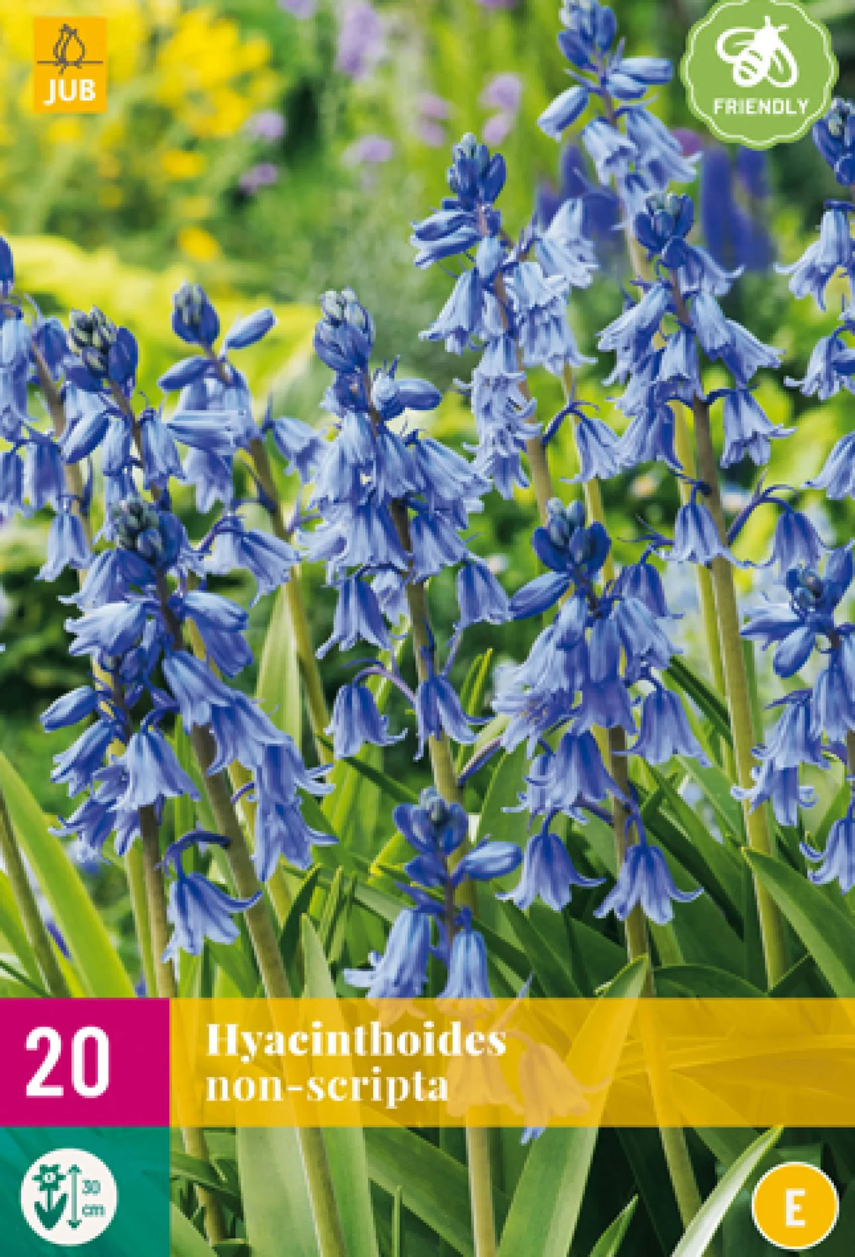 20 hyacinthoides non-scripta