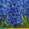 5 hyacinthus blue jacket