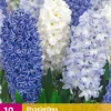 10 hyacinthus blue water mix