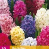 10 hyacinthus mix