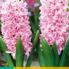 5 hyacinthus pink surprise