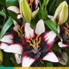 2 lilium aziatisch zwart-wit