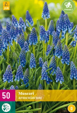 50 muscari armeniacum