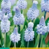 10 muscari azureum