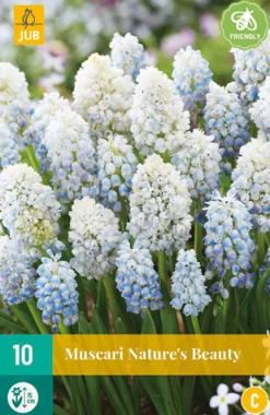 10 muscari nature's beauty