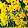 5 narcissus baby boomer