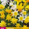 20 narcissus botanical mix