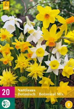 20 narcissus botanical mix