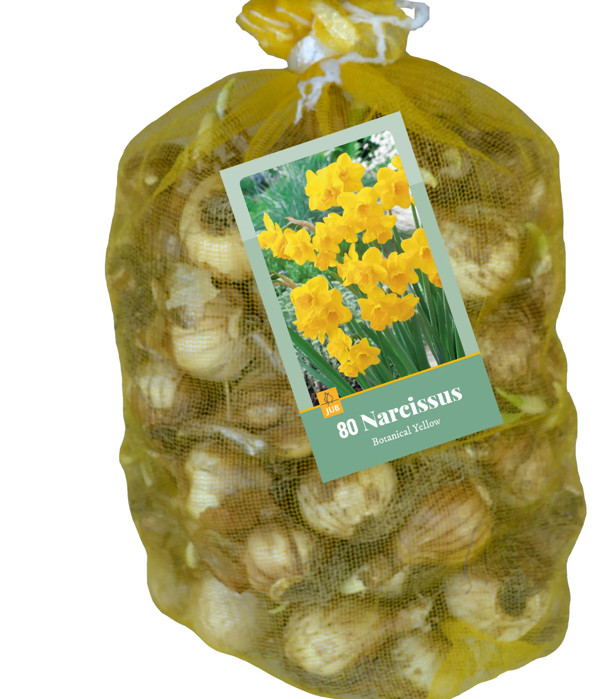 80 narcissus botanisch geel