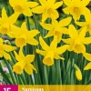 15 narcissus february gold