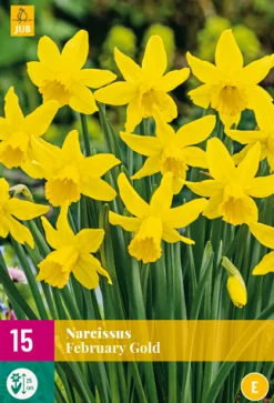 15 narcissus february gold