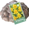 40 narcissus geel