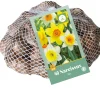 40 narcissus mix