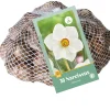 30 narcissus recurvus