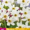 10 narcissus recurvus