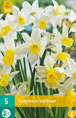 5 narcissus sailboat