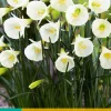 5 narcissus white petticoat