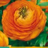 10 ranunculus oranje