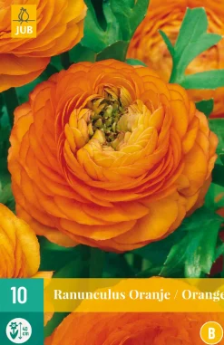 10 ranunculus oranje