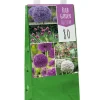 1 tas met 80 bollen bulb garden allium