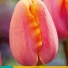 7 tulipa apricot favourite