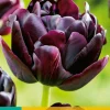 5 tulipa black hero