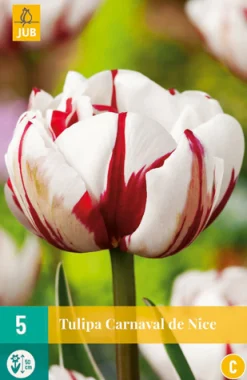 5 tulipa carnaval de nice