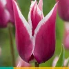 7 tulipa claudia