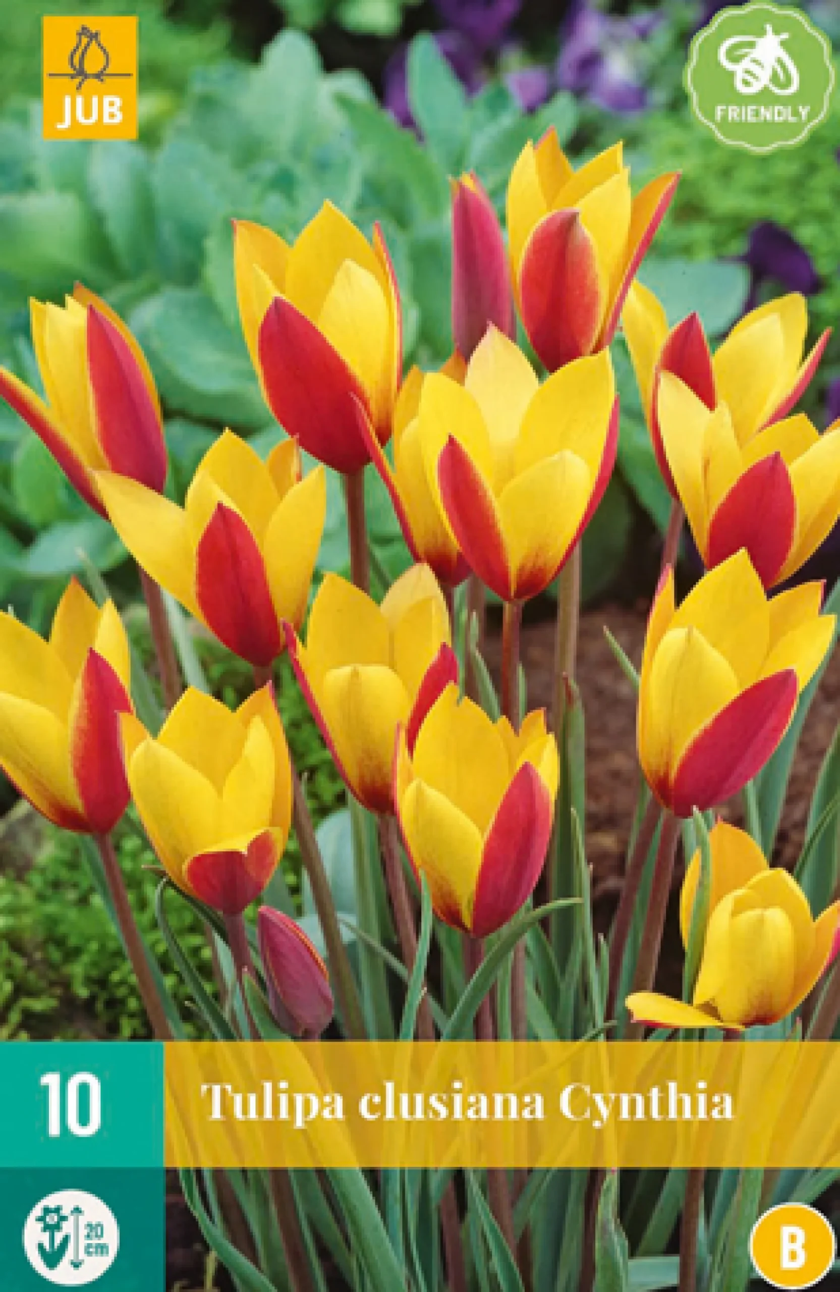 10 tulipa clusiana cynthia