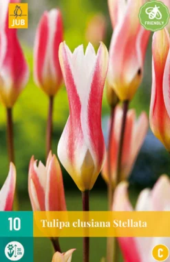 10 tulipa clusiana stellata