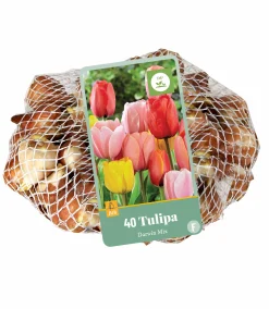 40 tulipa darwin hybride mix