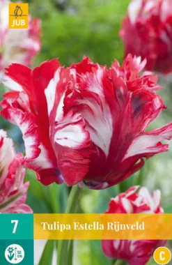 7 tulipa estella rijnveld