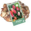 40 tulipa greigii mix