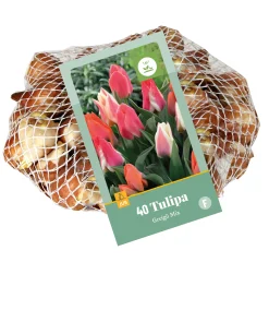 40 tulipa greigii mix