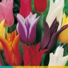 7 tulipa leliebloemig mix
