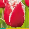 7 tulipa new santa