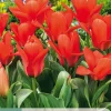 7 tulipa oriental beauty