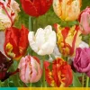 7 tulipa parkiet mix