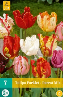 7 tulipa parkiet mix