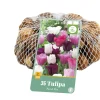 35 tulipa pastel mix