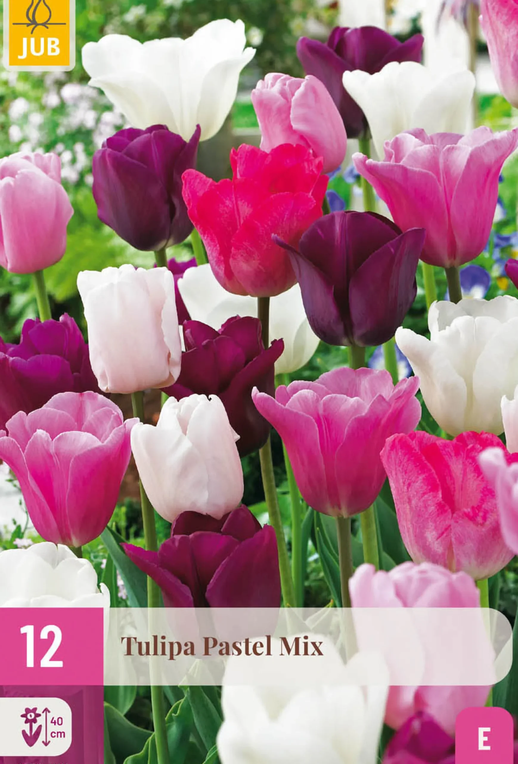 12 tulipa pastel mix