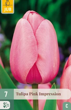 7 tulipa pink impression
