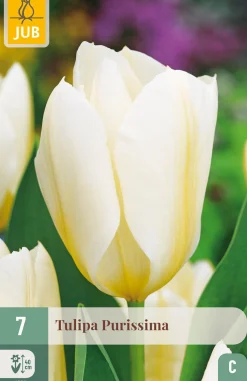 7 tulipa purissima